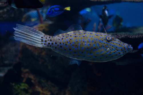 aquatic underwater photo of gray and blue spotted fish water