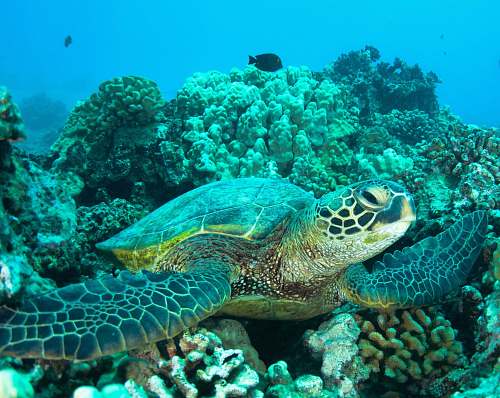 reptile underwater photography of turtle on coral reefs sea life