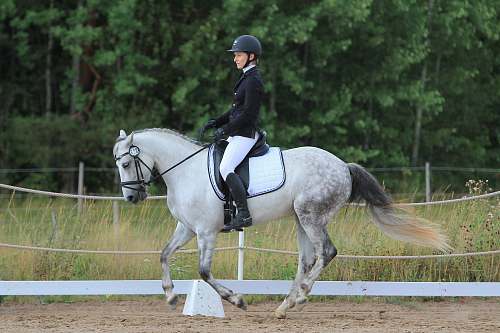 horse unknown person riding on white horse mammal