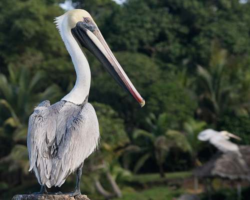 bird view of brown pelican waterfowl