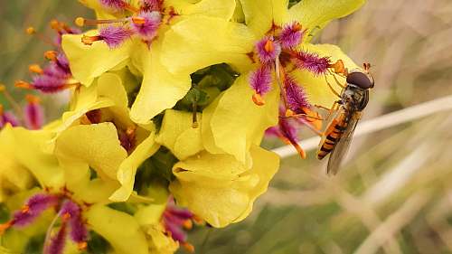 apidae wasp on the yellow petaled flower bee