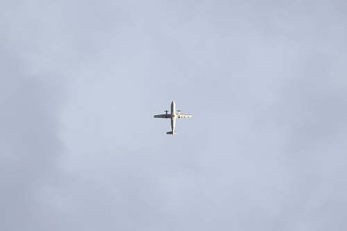 bird white airplane flying