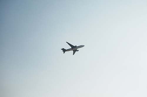 bird white airplane on air flying