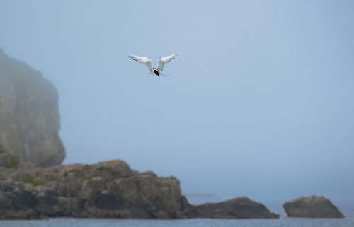 bird white and b lack bird lying above body of water during daytime flying