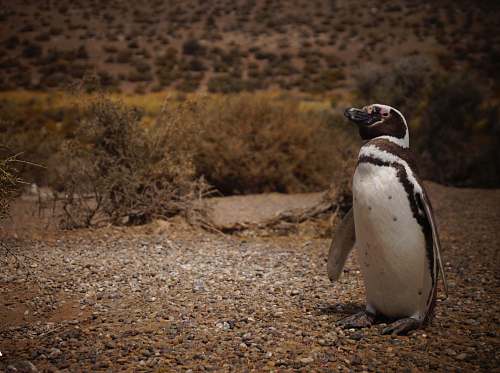 bird white and black animal penguin