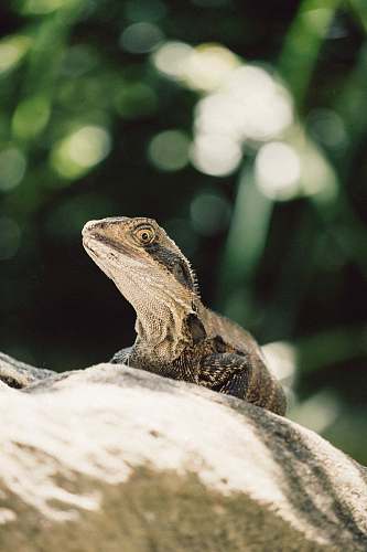 lizard white and black animal plush toy reptile