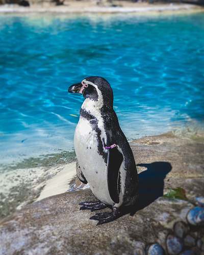 bird white and black animal standing near body of water penguin