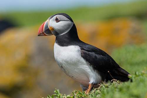 bird white and black Atlantic puffin puffin