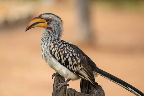 bird white and black bird during daytime close-up photography beak