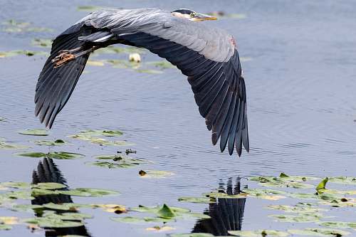 waterfowl white and black bird flying above body of water during daytime stork