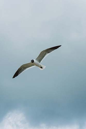 bird white and black bird flying flying