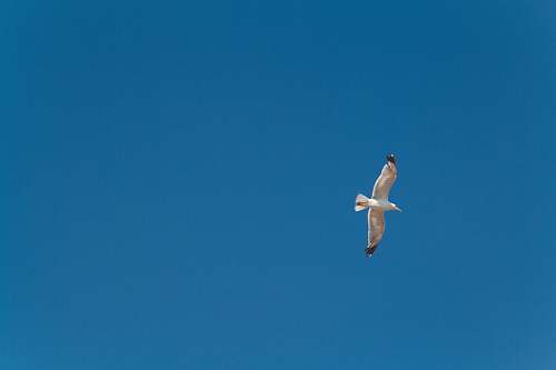bird white and black bird flying in mid air during day flying