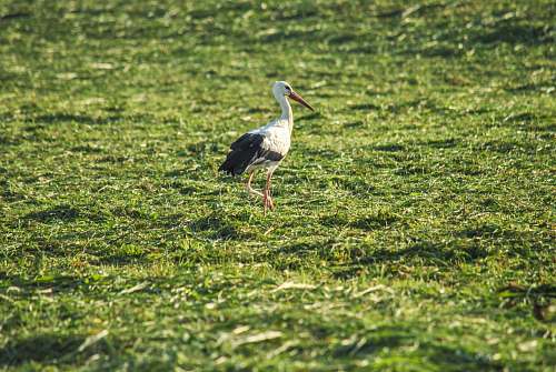 bird white and black bird on grass stork