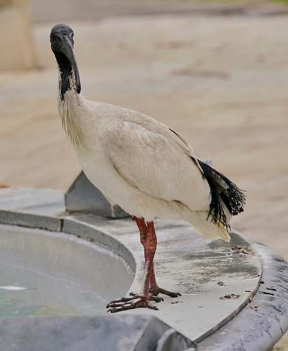 bird white and black bird on gray pavement waterfowl
