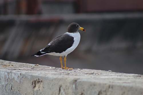 bird white and black bird on grey pavement beak