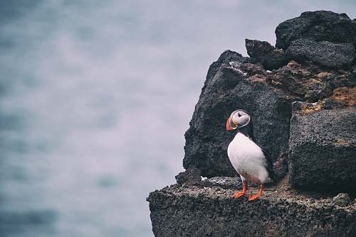 bird white and black bird on rock during daytime puffin
