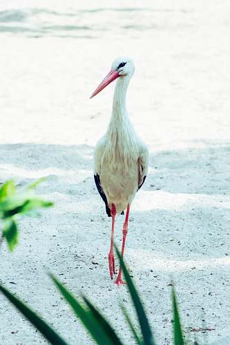 bird white and black bird on white sand stork
