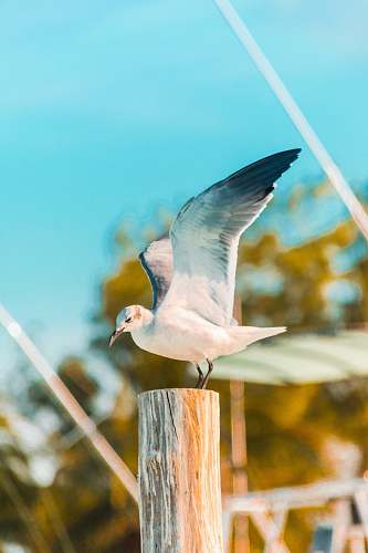 bird white and black bird perched on wooden post seagull