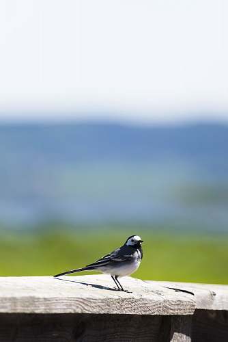jay white and black bird photography finch