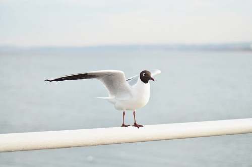 bird white and black bird porches on white metal bar seagull