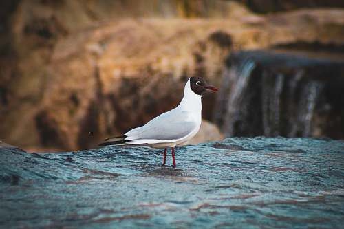 seagull white and black bird bird