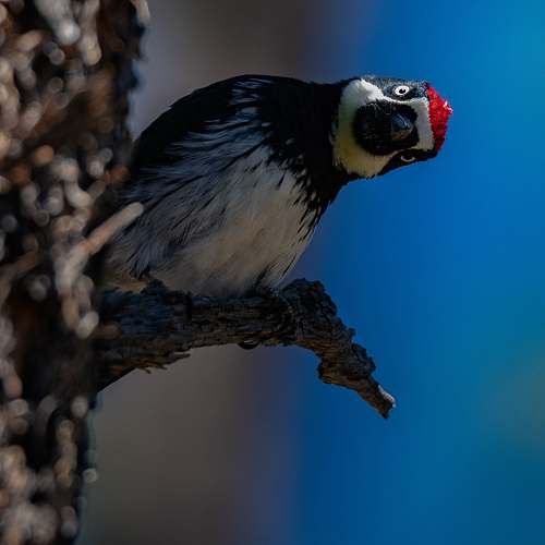 vulture white and black bird bird
