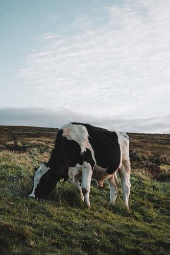 cattle white and black cattle eating grass cow