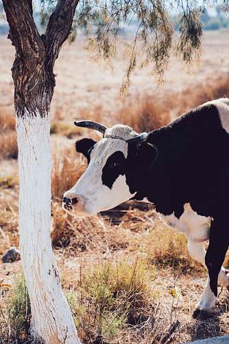 cattle white and black cattle near tree cow