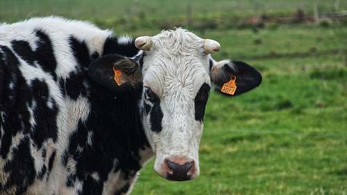 cattle white and black cattle on grass field mammal