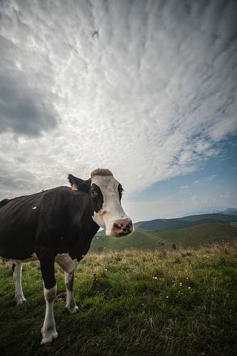 cow white and black cattleon hill cattle