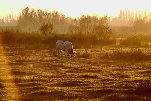 cow white and black cow eating grass mammal
