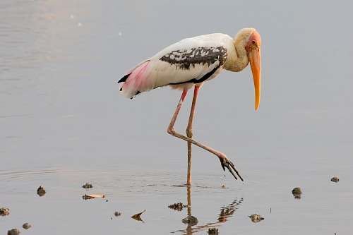 bird white and black crane stork