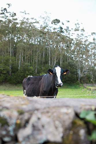 cattle white and black dairy cow near tree during daytime cow