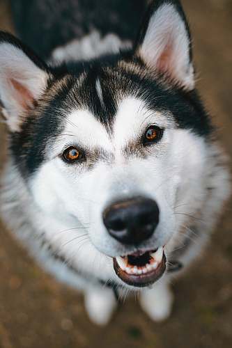 dog white and black dog canine