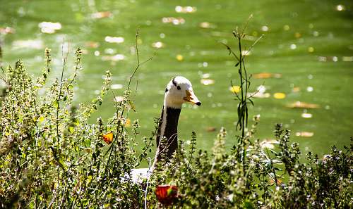 bird white and black duck in body of water goose