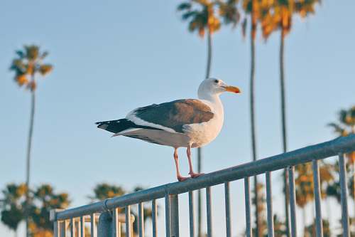 bird white and black ducks flying railing