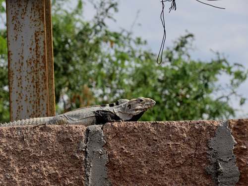 lizard white and black iguana iguana