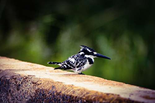 bird white and black kingfisher flicker bird