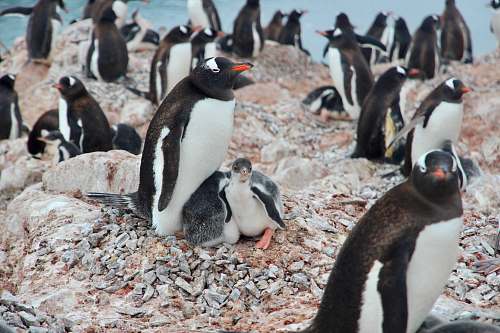 bird white-and-black penguins penguin