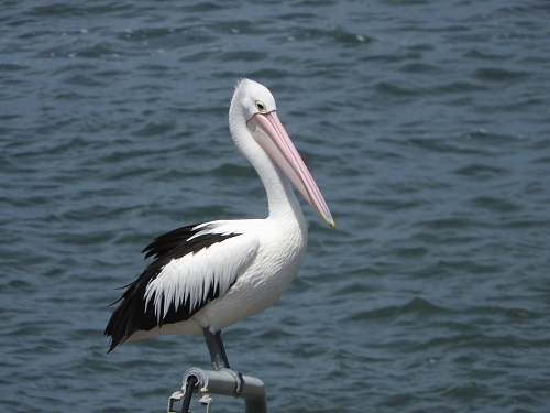 bird white and black seagull pelican