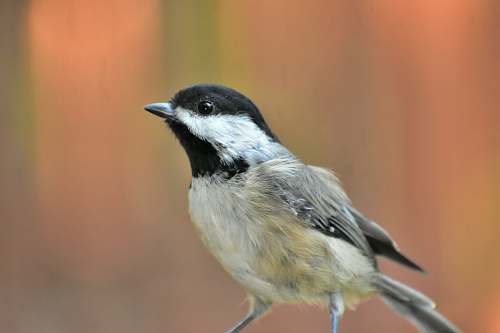 bird white and black small beaked bird jay