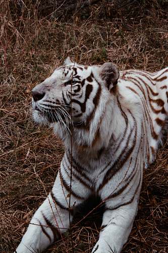wildlife white and black tiger lying on grass tiger