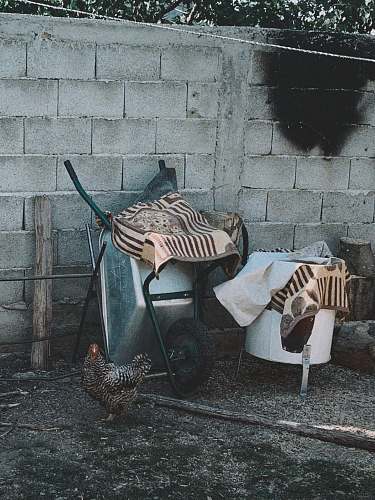 bird white and black wheelbarrow chicken