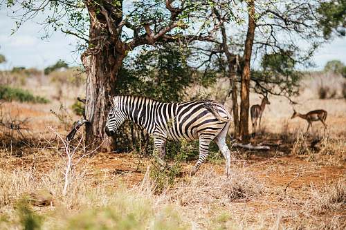 wildlife white and black zebra walking on grassland zebra