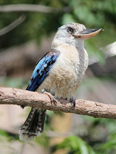 bird white and blue bird on tree branch jay