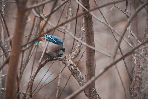 bird white and blue bird perched on twig jay