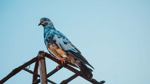 bird white and blue bird perching on brown wooden branch pigeon