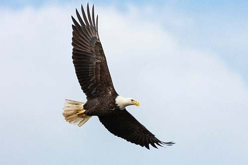 bird white and brown bald eagle eagle