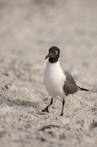 bird white and brown bird seagull