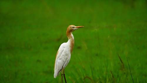 bird white and brown bird in green field close-up photography waterfowl